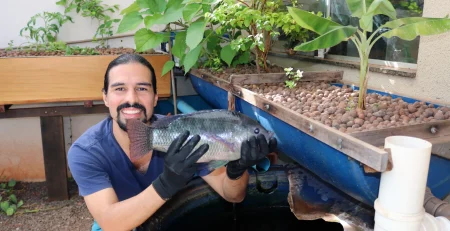 Sistema de aquaponia com tilápia, para o comparativo de produção no quintal