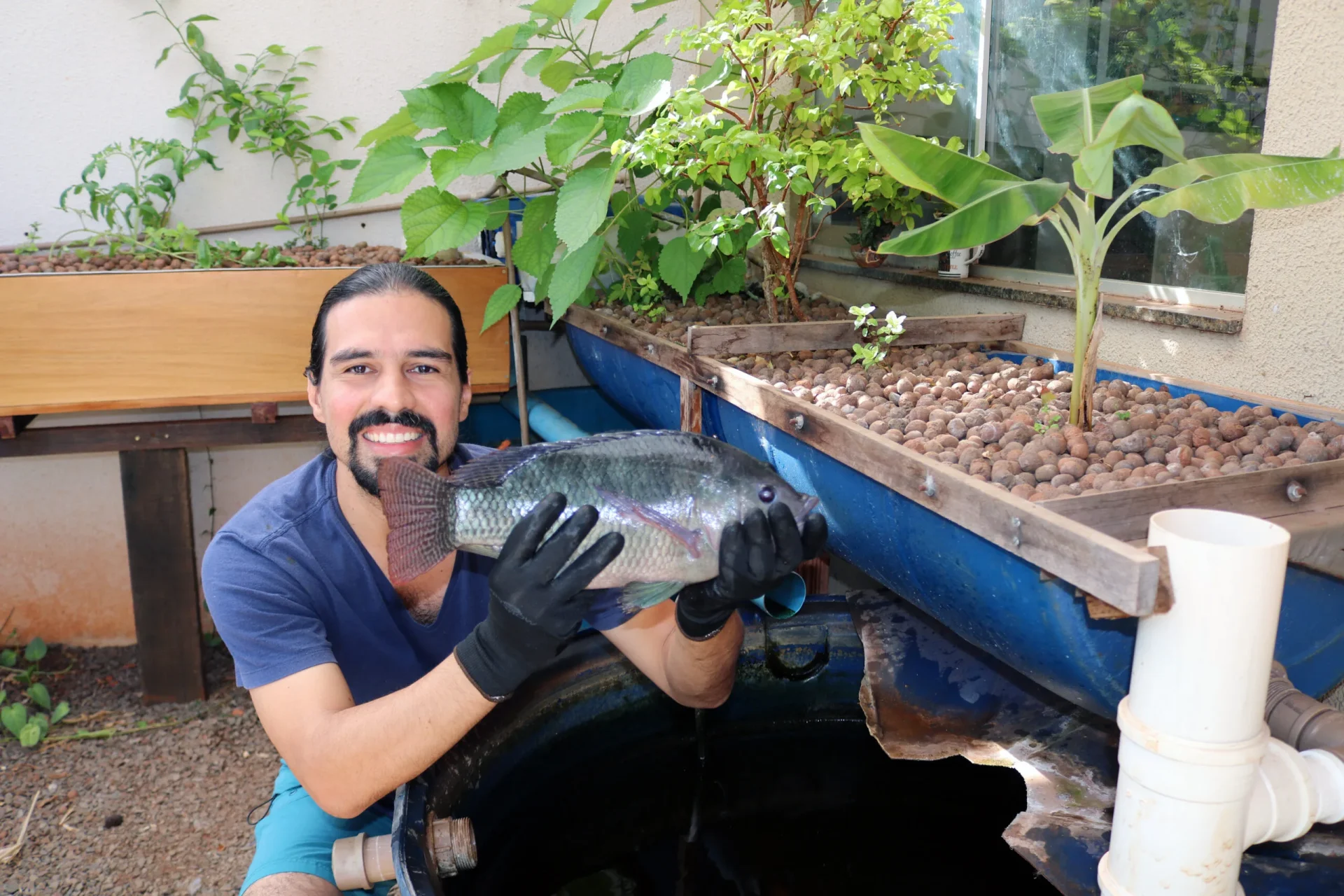 Sistema de aquaponia com tilápia, para o comparativo de produção no quintal