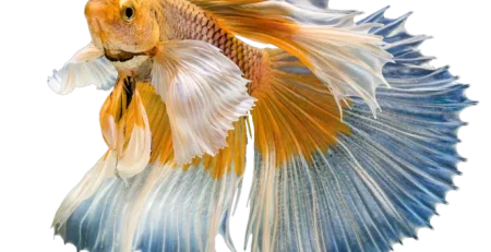 Peixe em aquário de água doce bem cuidado, do curso Aquarismo Sem Mistério
