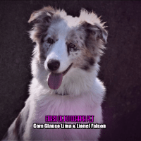 Cachorro posando para foto feita com celular, do curso Fotografia Pet e Adestramento